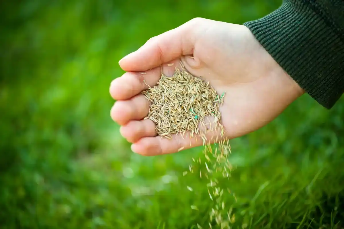 Does Grass Seed Expire