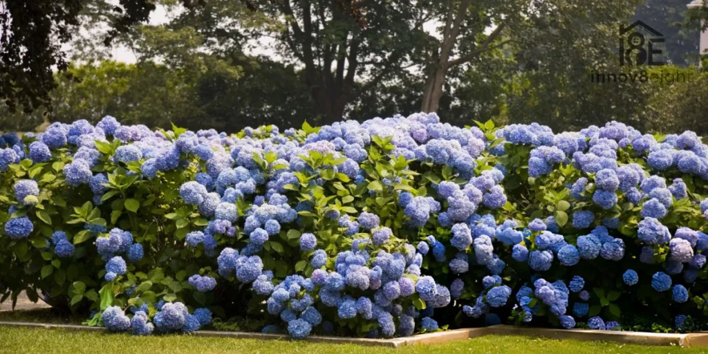 Hydrangea plant with large pink and blue blooms showing proper care results