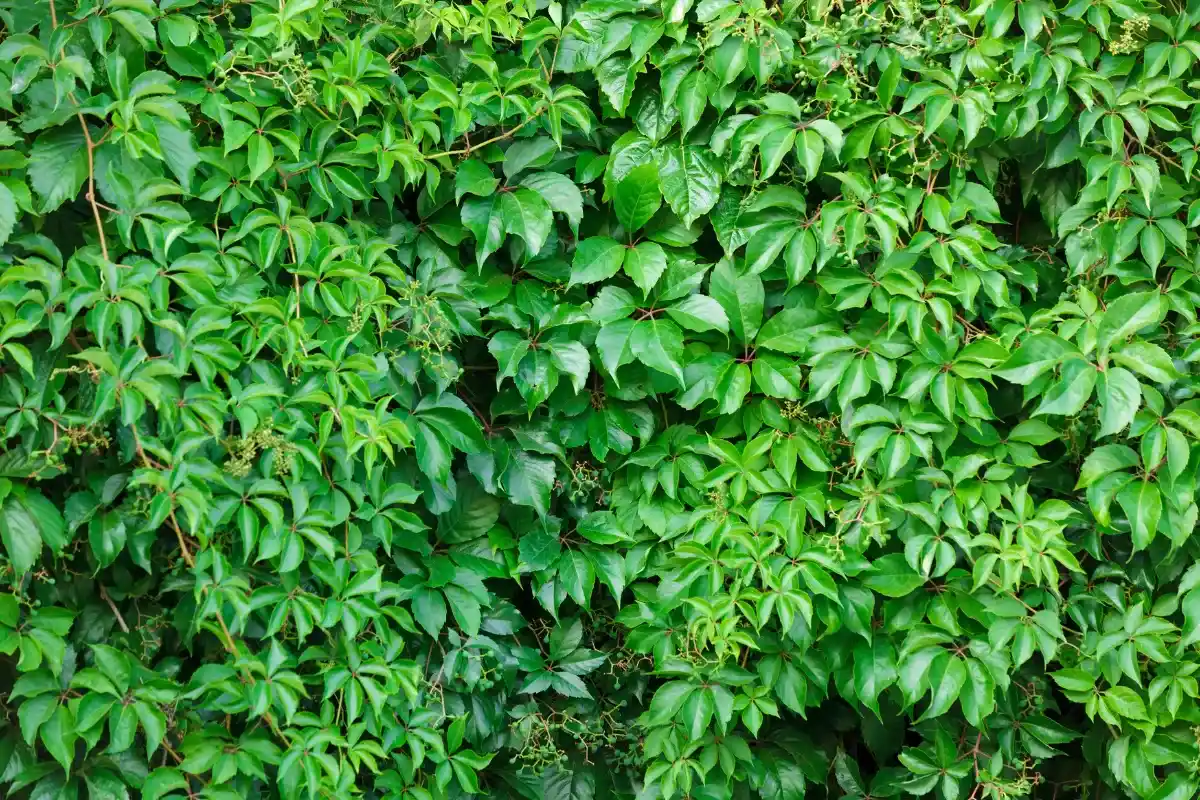 Virginia Creeper