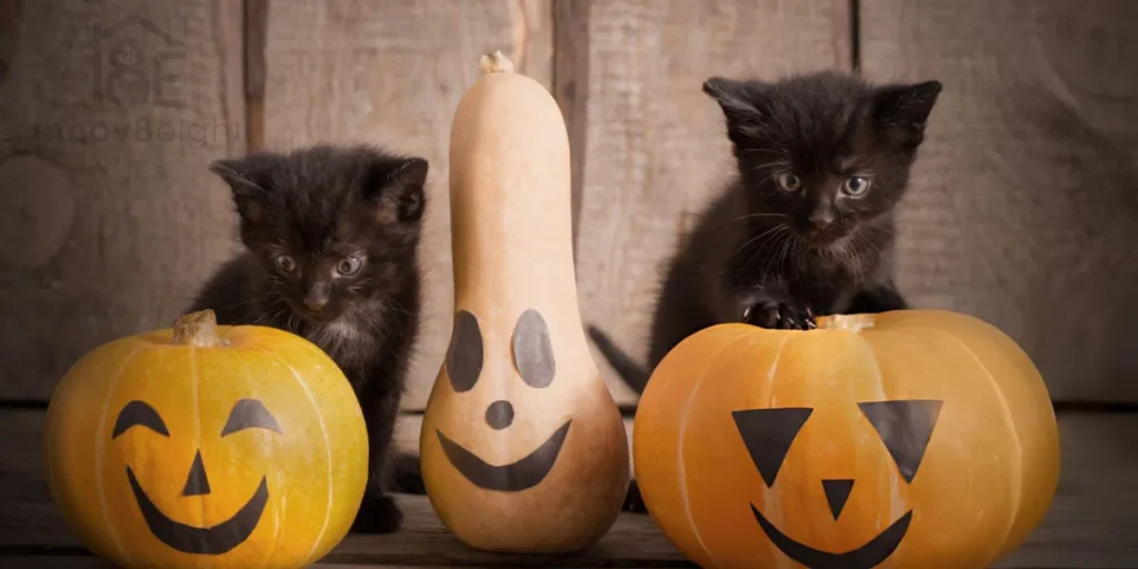 Transform Your Home with Fuzzy Halloween Blankets