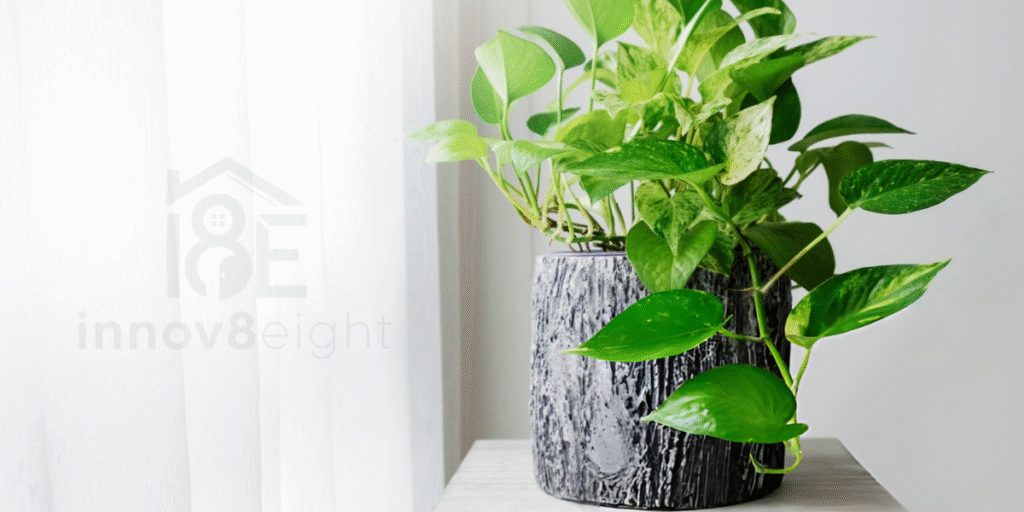 Healthy golden pothos in a ceramic pot near window light