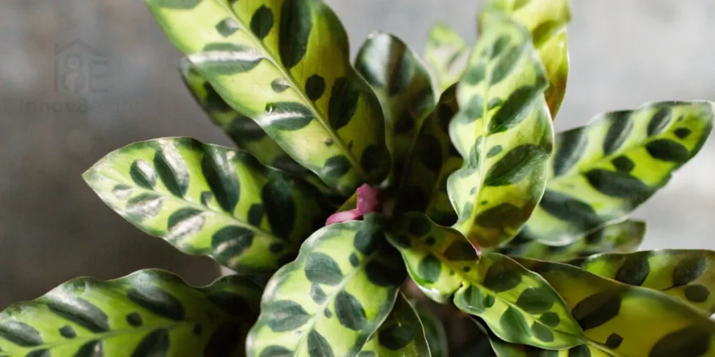 Rattlesnake plant with long green leaves and dark markings