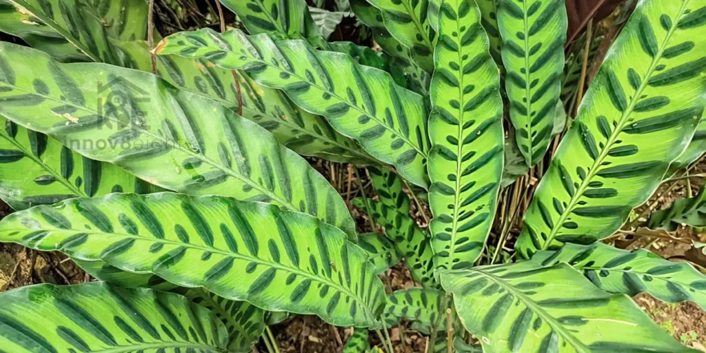 Rattlesnake plant with long green leaves and dark markings