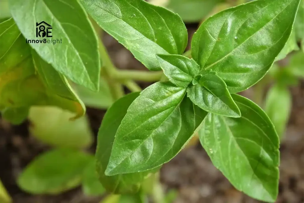 Cayenne Pepper Hurt Plants