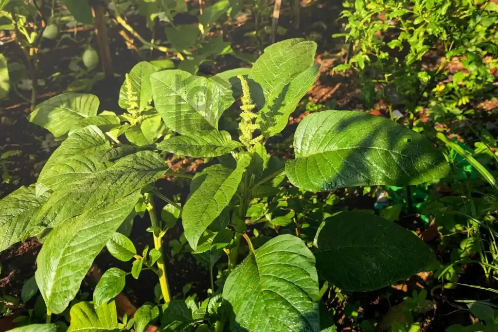 Cayenne Pepper Hurt Plants