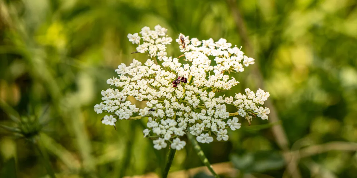 Poison Hemlock vs Queen Anne’s Lace