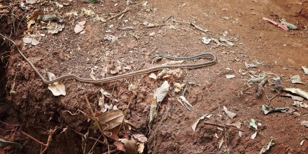 Snake Holes in Ground