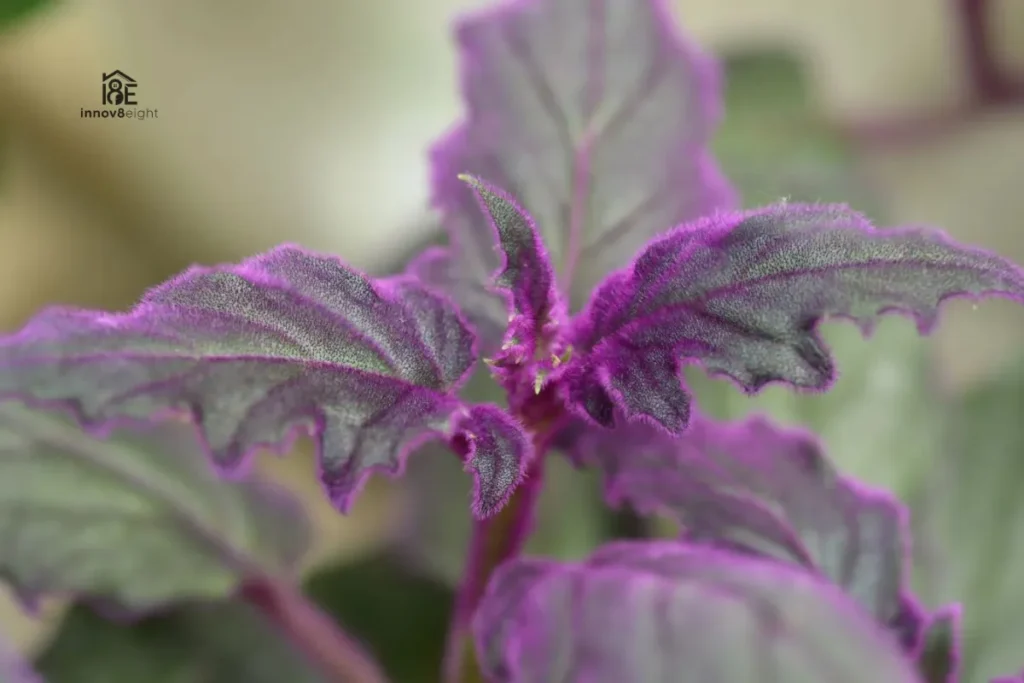 purple passion plant full grown