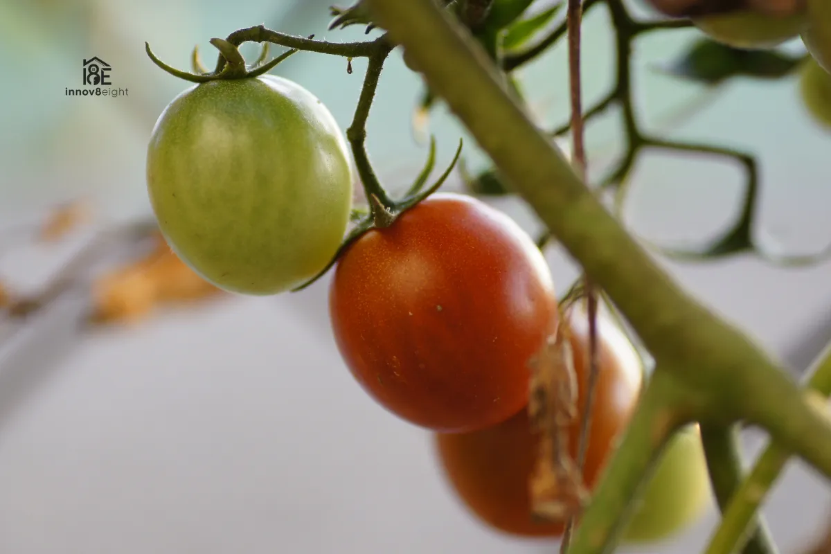 roma-tomato-determinate-or-indeterminate